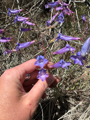 Penstemon roezlii, photograph 2