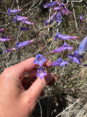 Penstemon roezlii, photograph author not stated, no rights reserved