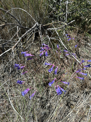Penstemon roezlii, photograph author not stated, no rights reserved