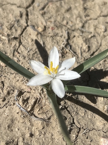 Leucocrinum montanum, photograph 5