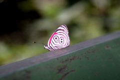 Diaethria clymena