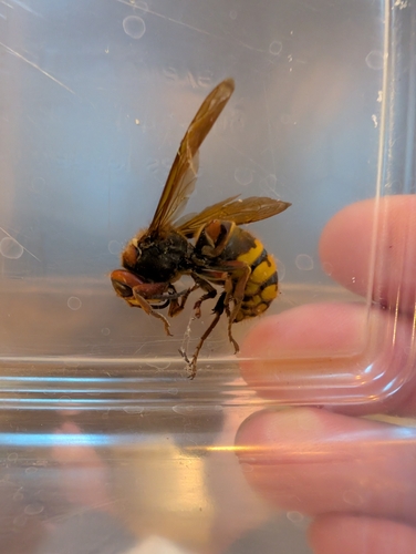 European Hornet