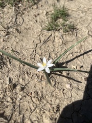 Leucocrinum montanum, photograph (c) Aiva Noringseth, some rights reserved (CC BY)