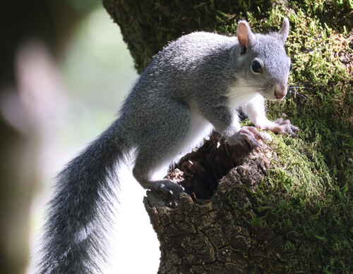 Western Gray Squirrel observed by electriceye64