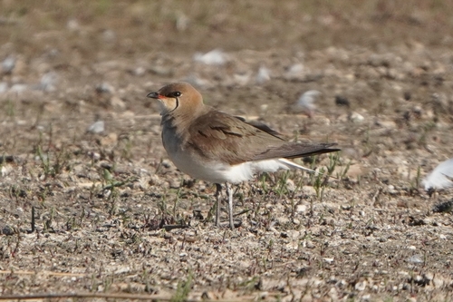 iNaturalist image