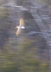 Colaptes auratus auratus