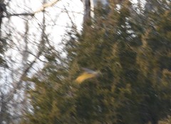 Colaptes auratus auratus