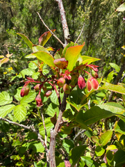 Vaccinium padifolium, photograph (c) Rob Felix, some rights reserved (CC BY)