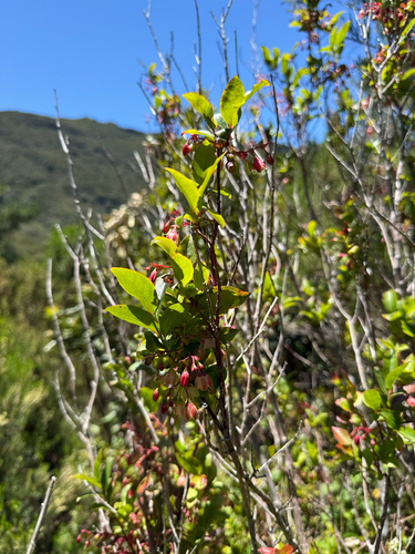 Vaccinium padifolium, photograph 2