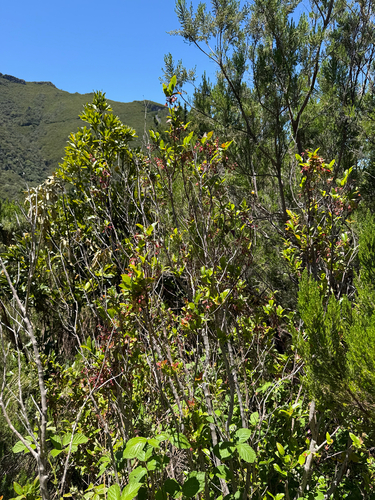 Vaccinium padifolium, photograph 4
