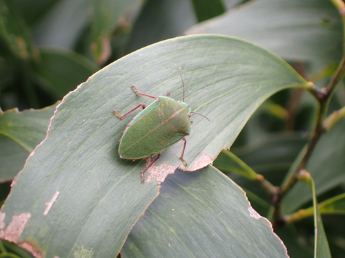 Coleotichus blackburniae observed 2026-05-20