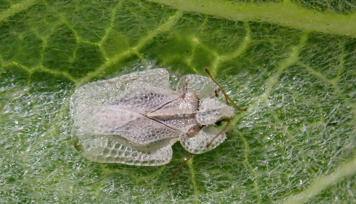 Corythucha immaculata