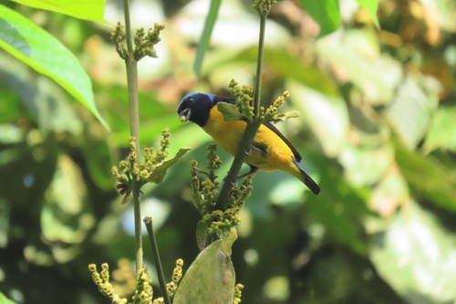 Golden-rumped Euphonia