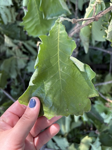 Daimyo Oak