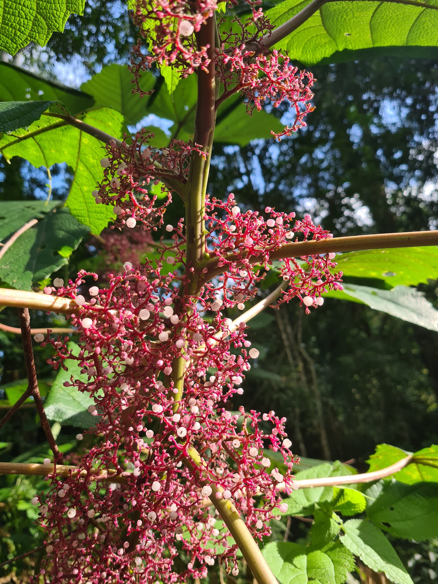 Urera baccifera