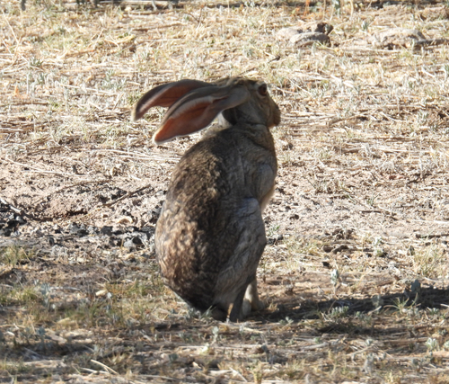 Antelope Jackrabbit observed by sparrowseeker
