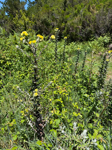 Helichrysum foetidum, photograph 4