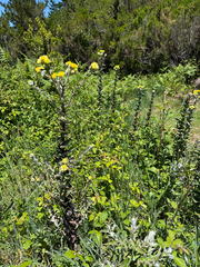 Helichrysum foetidum, photograph (c) Rob Felix, some rights reserved (CC BY)