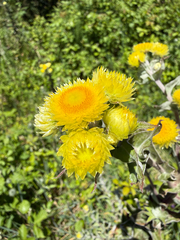 Helichrysum foetidum, photograph (c) Rob Felix, some rights reserved (CC BY)
