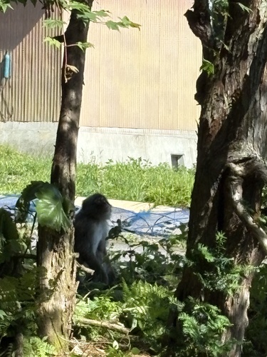 Hondo Macaque