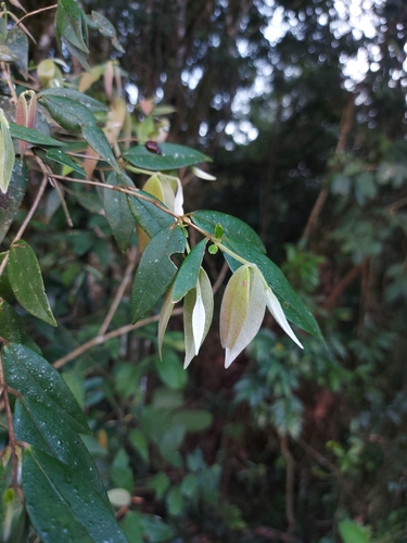 Myrcia splendens, photograph 6