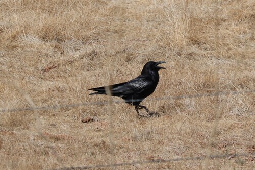 Common Raven
