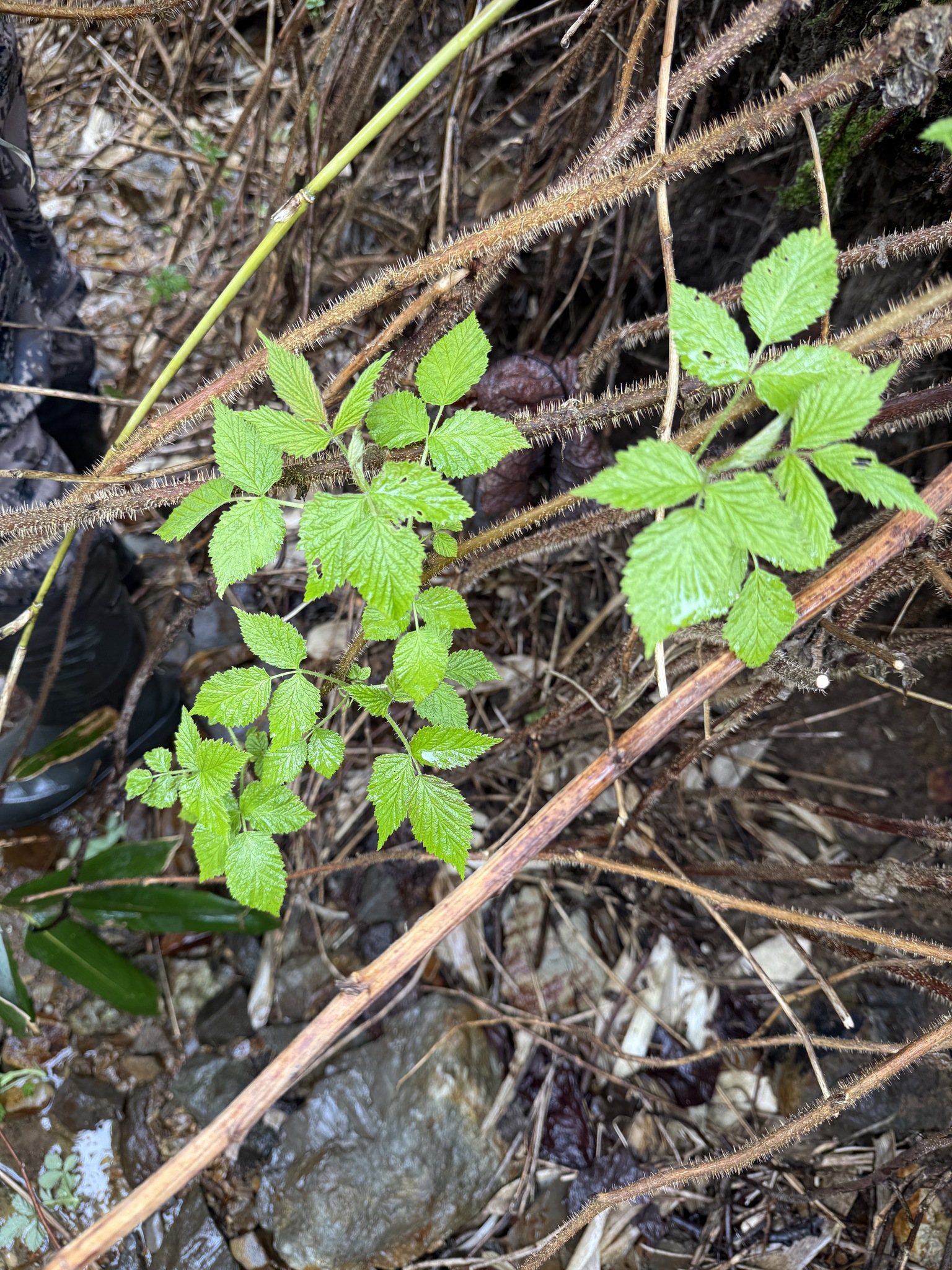 Sakhalin raspberry