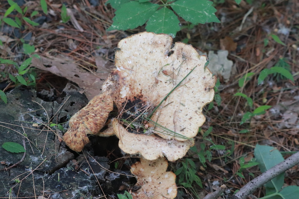 Dryad's Saddle · May 2026 · photo: Photo: (c) Mark Apgar, some rights reserved (CC BY) · iNaturalist
