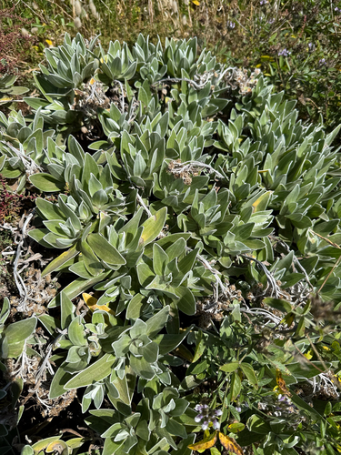 Helichrysum devium, photograph 1