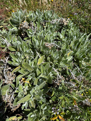 (c) Rob Felix, some rights reserved (CC BY) Helichrysum devium, photograph (c) Rob Felix, some rights reserved (CC BY)