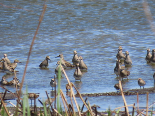 iNaturalist image