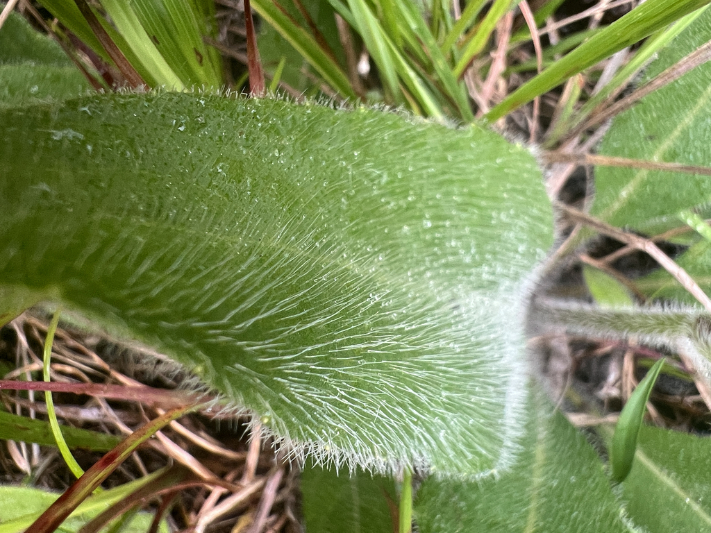Silphium mohrii; photograph author not stated, no rights reserved