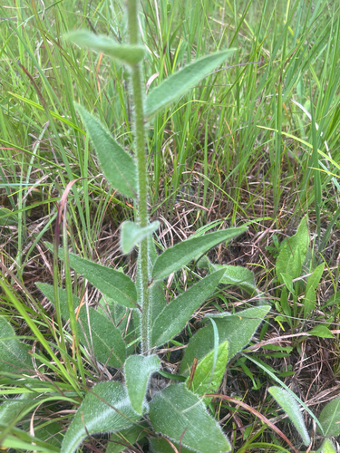 Silphium mohrii, photograph 2