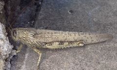 Anacridium aegyptium