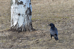 Corvus frugilegus