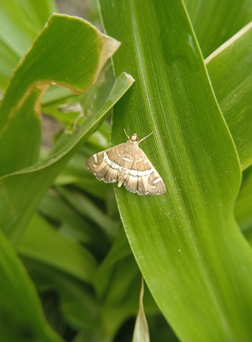 Hawaiian Beet Webworm Moth