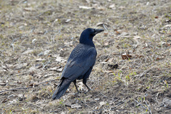 Corvus frugilegus