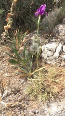 Iris filifolia