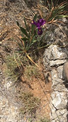 Iris filifolia