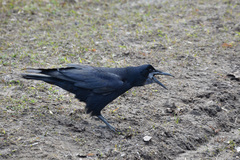 Corvus frugilegus