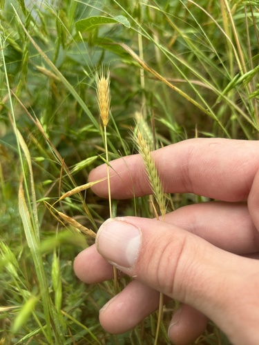 Hordeum pusillum, photograph 5