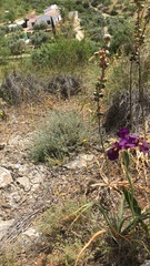 Iris filifolia