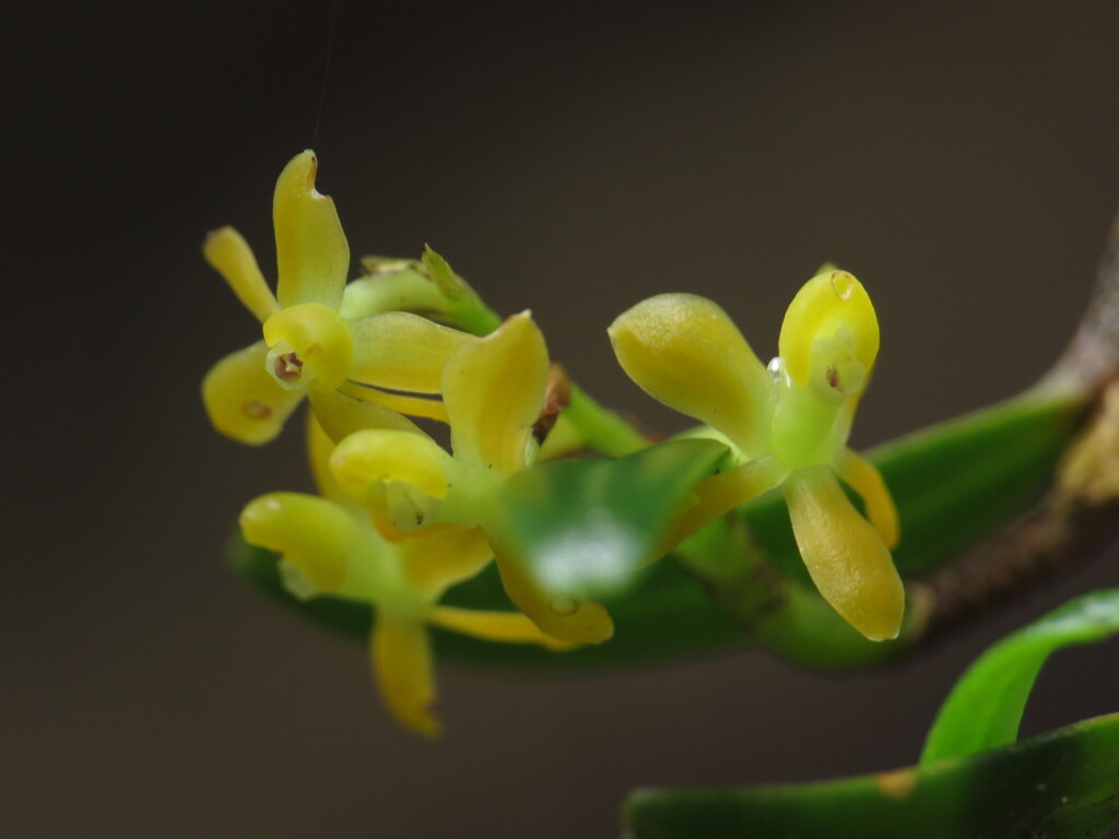 Epidendrum globuliferum Karremans 2
