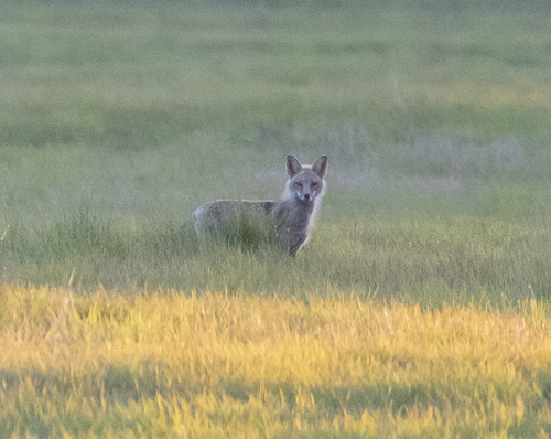 Red Fox