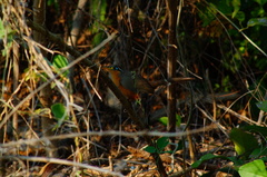 Morococcyx erythropygus