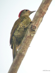 Campethera cailliautii permista