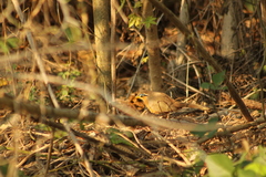 Morococcyx erythropygus