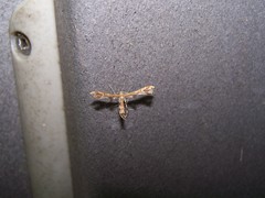 Geina periscelidactylus