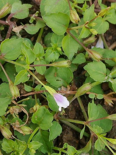Brittle False Pimpernel