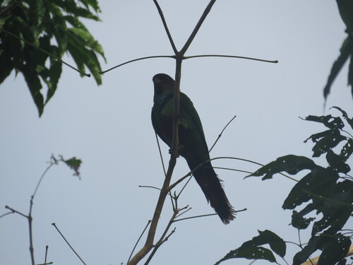Ochre-marked Parakeet (Pyrrhura cruentata)